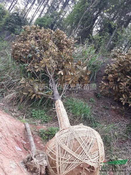 湖南花木廣玉蘭湖南廣玉蘭湖南苗木湖南玉蘭長沙玉蘭瀏陽玉蘭