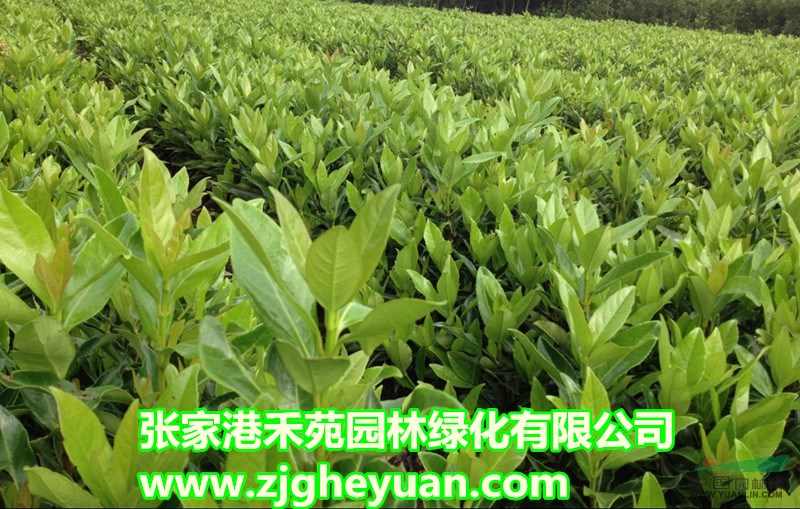 20-300CM法國冬青。數(shù)量800萬