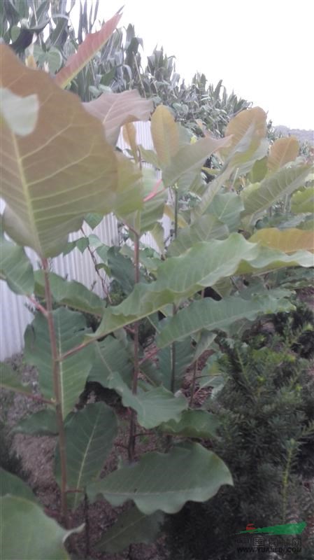 日本厚朴150厘米高