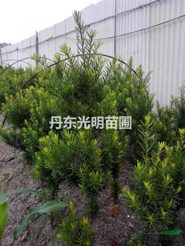 日本短叶紫杉9年生播种苗300元每株