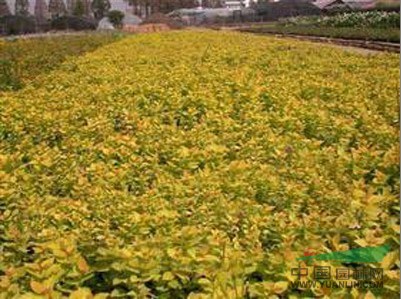 大量底價出售金山繡線菊，遼寧金山繡線菊，金山繡線菊工程苗