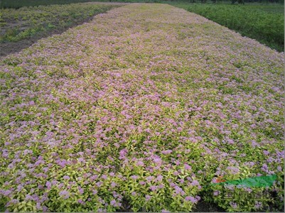 金山繡線菊,金焰繡線菊,遼寧金山金焰繡線菊