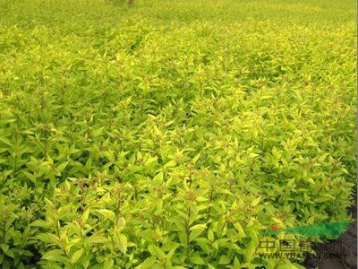 金山繡線菊,金焰繡線菊,遼寧金山金焰繡線菊