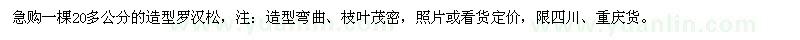 求購一棵20多公分的造型羅漢松