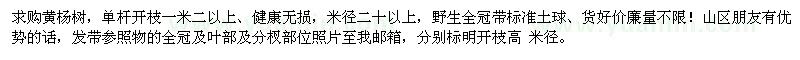 求購黃楊樹