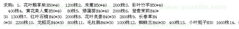 求購地被苗：花葉鵝掌柴、朱蕉、彩葉竹芋等