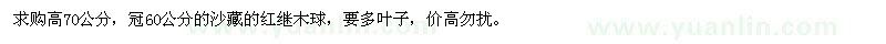 求購冠60公分紅繼木球