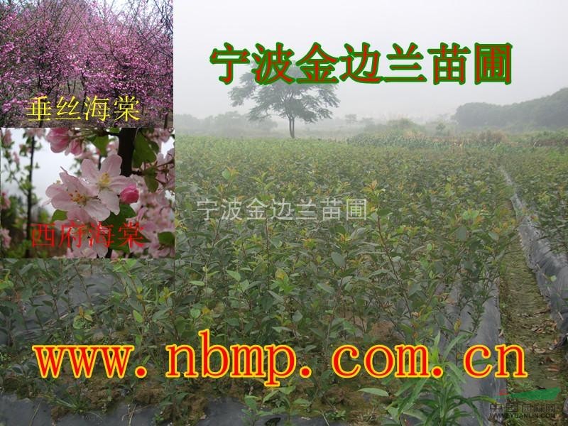 供應(yīng)櫻花苗，櫻花小苗紅楓，紅葉李，櫻花，紫薇，雞爪槭，海棠