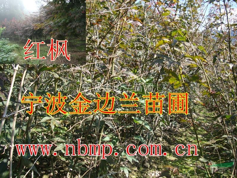 供應櫻花苗，櫻花小苗紅楓，紅葉李，櫻花，紫薇，雞爪槭，海棠
