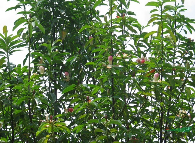 供應(yīng)浙江地區(qū)紅花木蓮 浙江紅花木蓮價格批發(fā) 出售紅花木蓮供應(yīng)