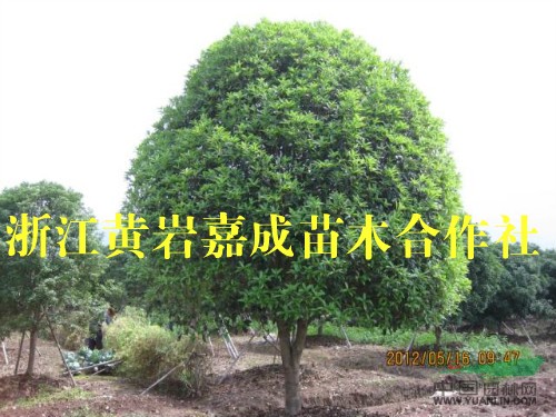 大量供應十公分以上的狀元紅丹桂