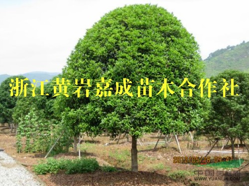 大量供應十公分以上的狀元紅丹桂