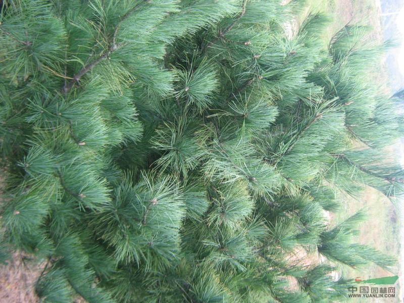華山松
