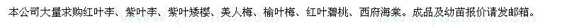 求購紅葉李、紫葉李、紫葉矮櫻、美人梅等