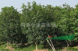 南京桂花基地、優(yōu)質(zhì)桂花報價、桂花價格