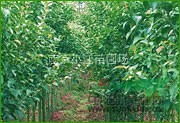南京桂花基地、優(yōu)質(zhì)桂花報價、桂花價格