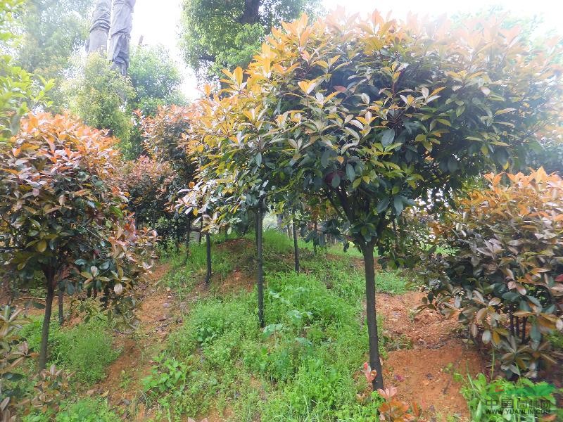 供應(yīng)3cm桿徑紅葉石楠