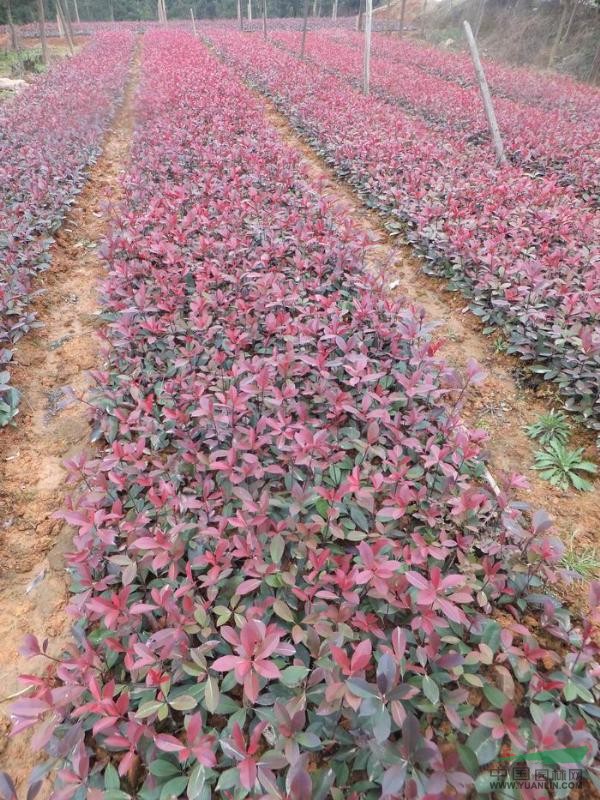 供應(yīng)3cm桿徑紅葉石楠