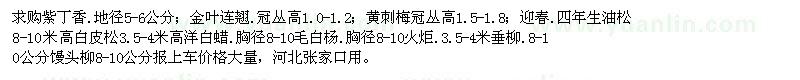 求購紫丁香、金葉連翹、黃刺梅等