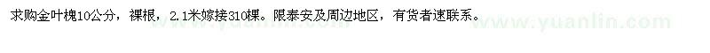 求購金葉槐10公分 