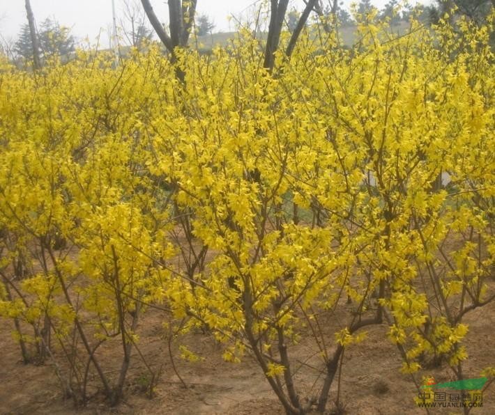 綠化苗木豆瓣黃楊,垂絲海棠,瓜子黃楊,水杉,剛竹,花石榴價格