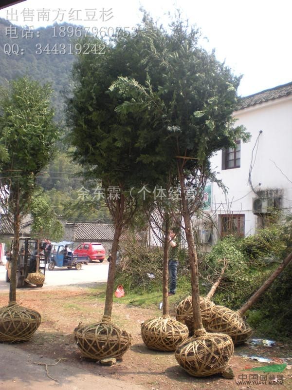 南方紅豆杉9公分