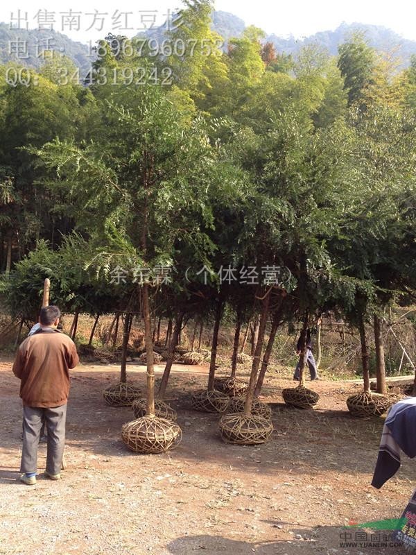 南方紅豆杉8公分