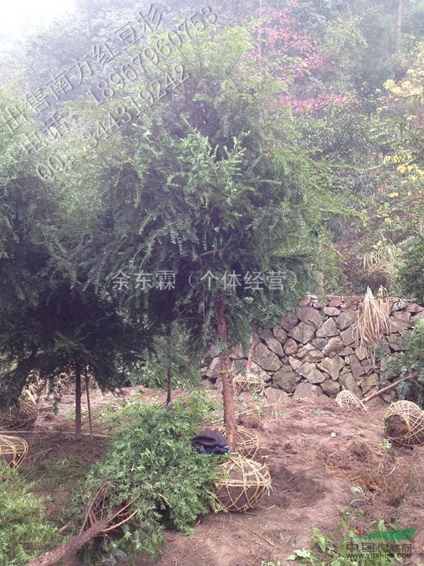 南方紅豆杉8公分
