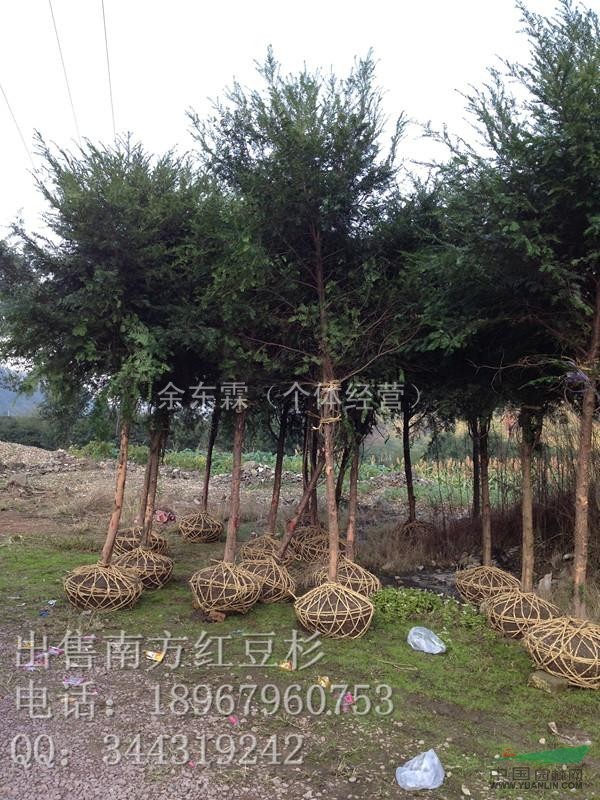 南方紅豆杉7公分