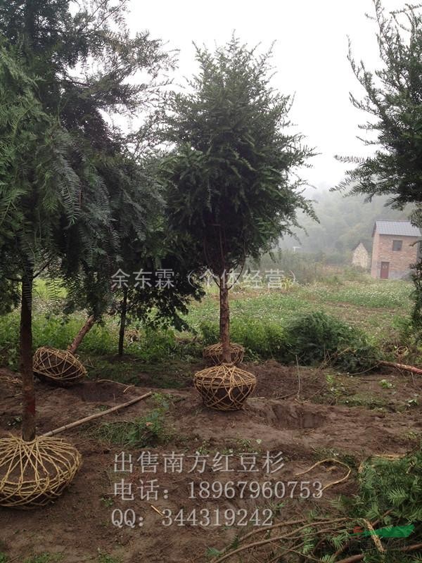 南方紅豆杉7公分