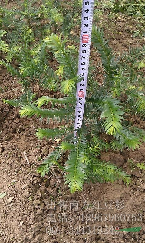 2年生南方紅豆杉小苗