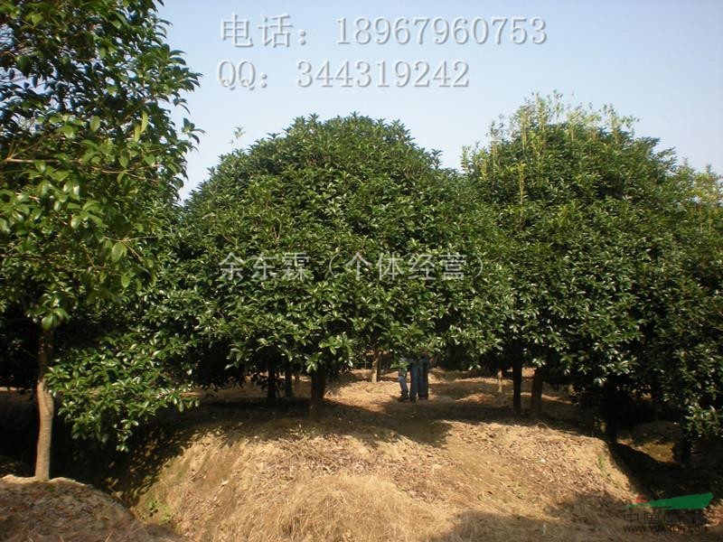 處理一批八月桂