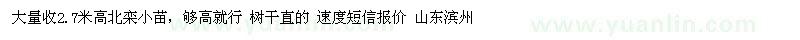 求購(gòu)2.7米高北欒小苗