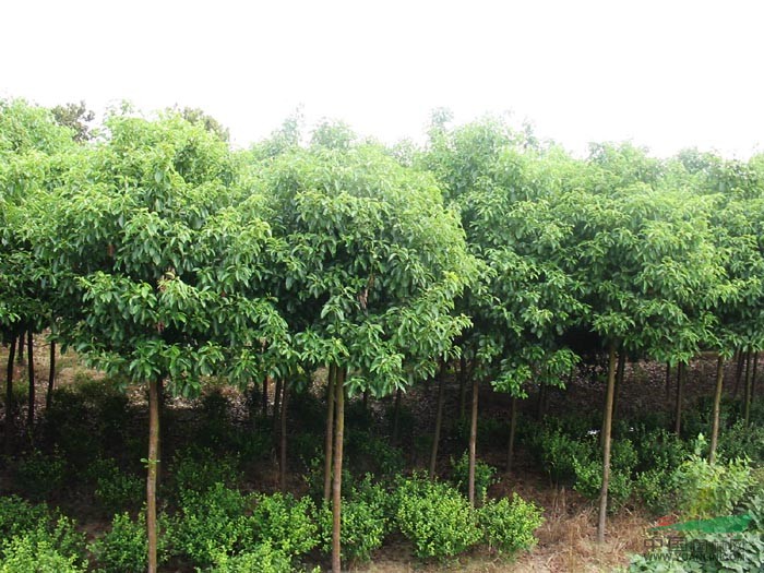 供應香樟/安徽香樟低價格批發