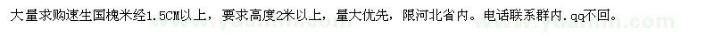 求購速生國槐米經(jīng)1.5CM以上 