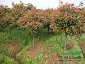 南京水杉直銷價格、水杉市場信息、水杉價格