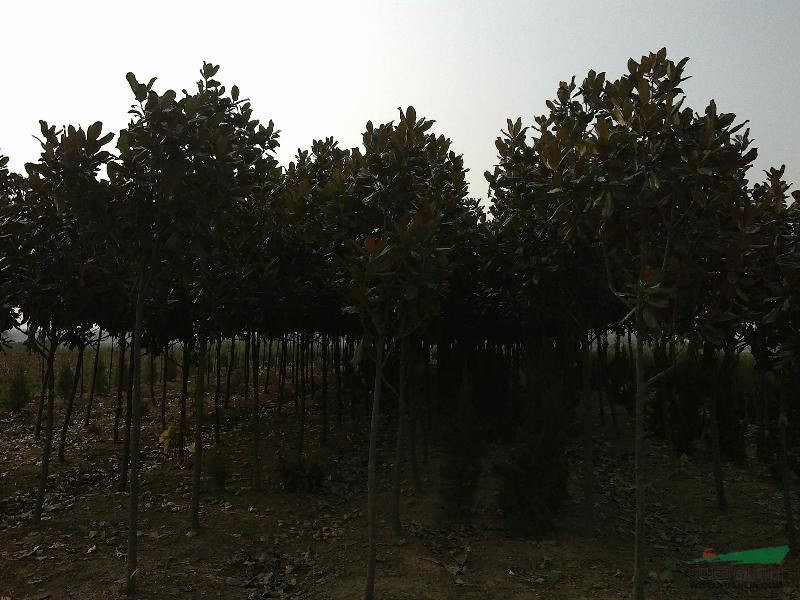 皖東廣玉蘭價(jià)格便宜