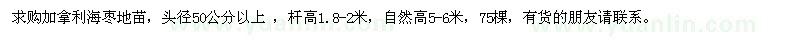 求購頭徑50公分以上的加拿利海棗地苗