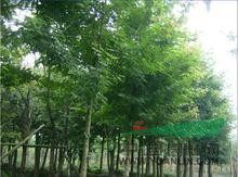 江蘇楓香基地、楓香市場價格參考、楓香報價信息