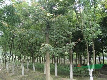 江蘇楓香基地、楓香市場價格參考、楓香報價信息