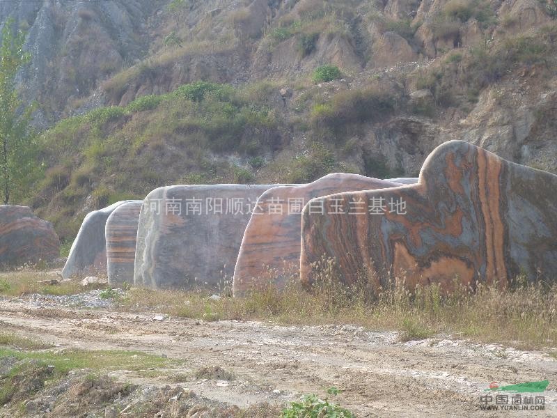 供應(yīng)、白玉蘭、紅玉蘭、五角楓、皂角、黃櫨、廣玉蘭、大葉女貞