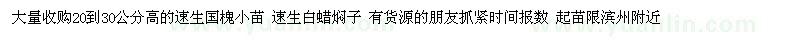 求購20到30公分高的速生國槐小苗 速生白蠟燜子