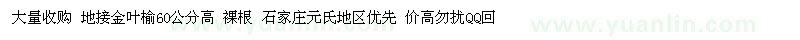 求購地接金葉榆60公分高 裸根