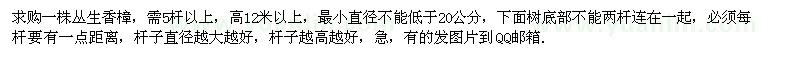 求購一株叢生香樟