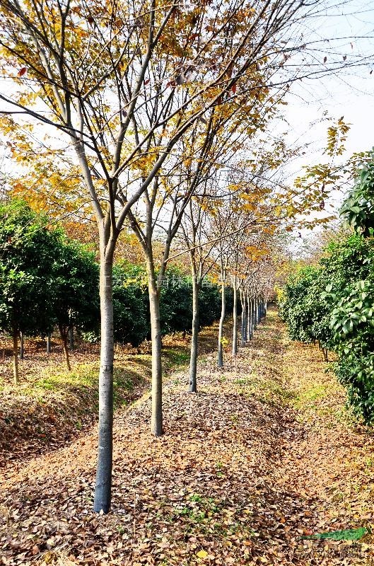 櫸樹，櫸樹基地，三葉園林