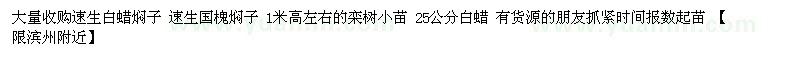 求購速生白蠟燜子 速生國槐燜子 欒樹小苗 白蠟