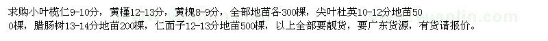求購小葉欖仁、黃槿、黃槐、尖葉杜英、臘腸樹、仁面子