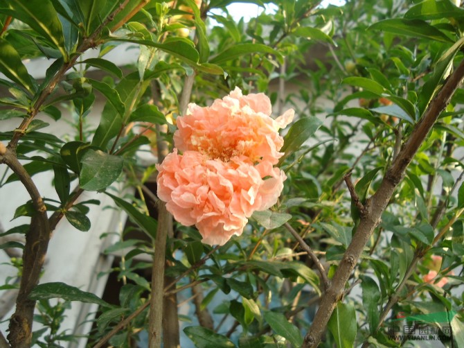花石榴