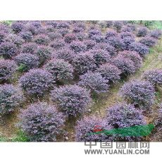 紅花繼木