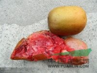 白樺